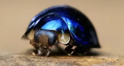 疑似找到了洛克王国“星尘虫”的原型，刷异色最不想看见之物!