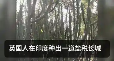 英国人在印度种出一道盐税长城