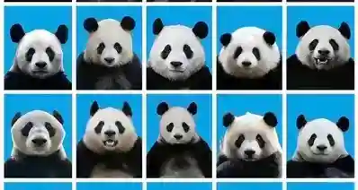 “中国熊猫大头照”在海外爆火！老外:第一次发现熊猫这么好区分
