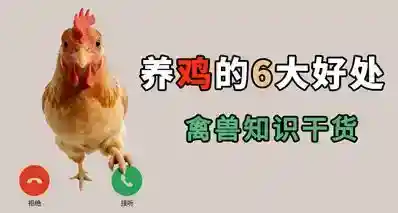 你喜欢鸡吗，它居然有这么多好处！