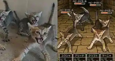 四猫同哈!怒尔哈斥~网友随手一拍的奶猫看懵老外,猫族四大天帝?