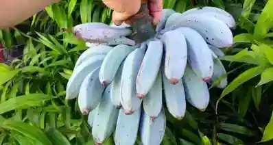 [乐子生物日志]天冷了，又到了吃蓝色香蕉可以提升寒冷抗性的时候