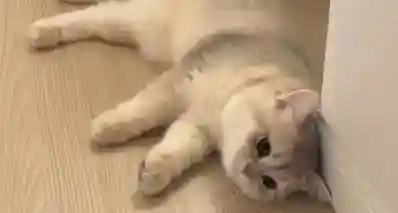 撸猫解压不是玄学！日本新研究证实：人和猫存在激素双向联动